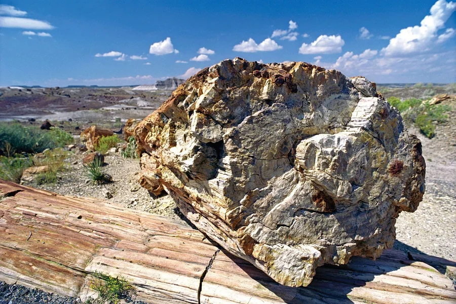 Is Petrified Wood Worth Anything
