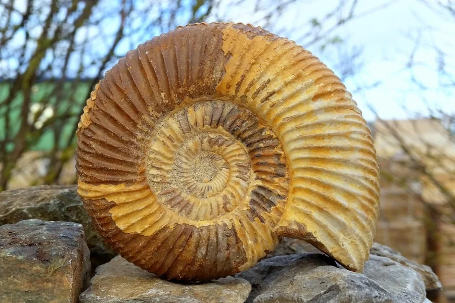 Opalized Crab Claw Fossil