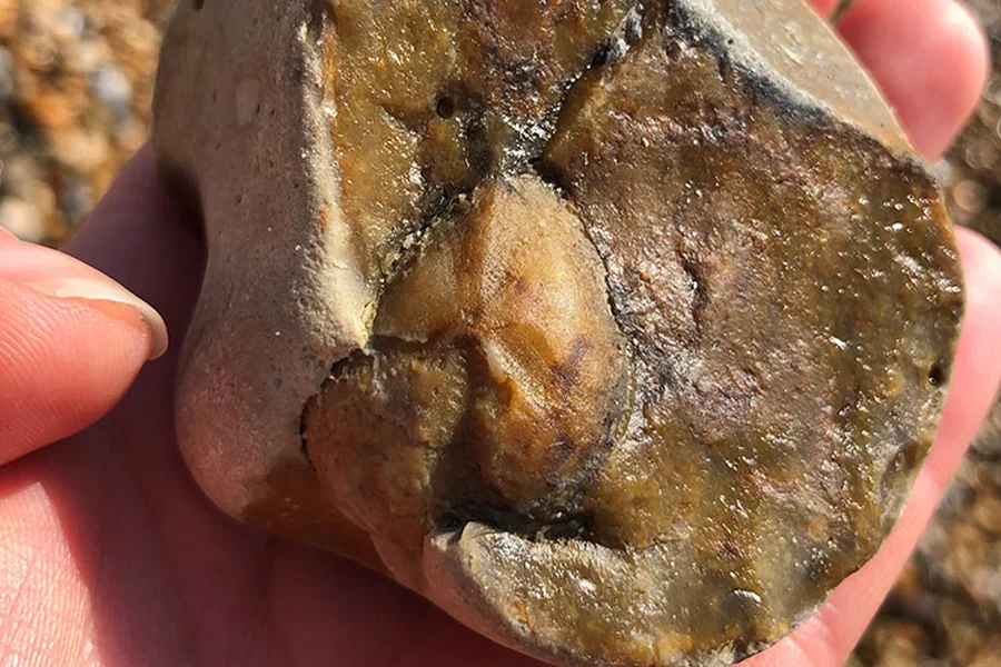 How to Tell if a Rock Has a Fossil Inside