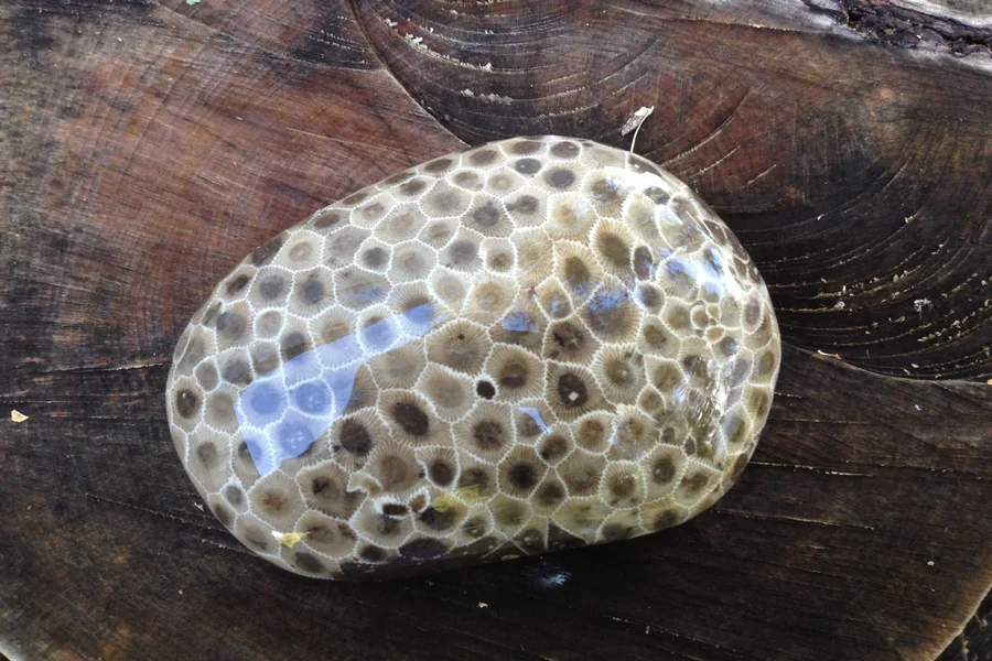 Petoskey Stones Worth